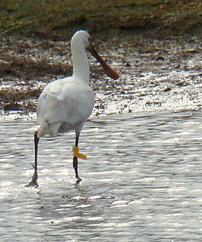 Platalea leucorodia