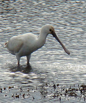 Platalea leucorodia