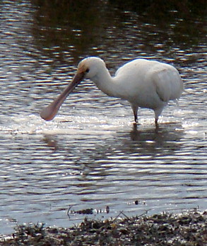 Platalea leucorodia