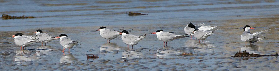 Sterna hirundo