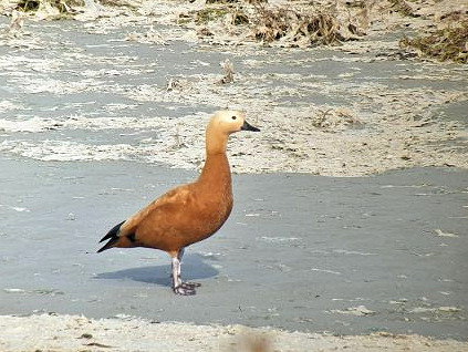 Tadorna ferruginea