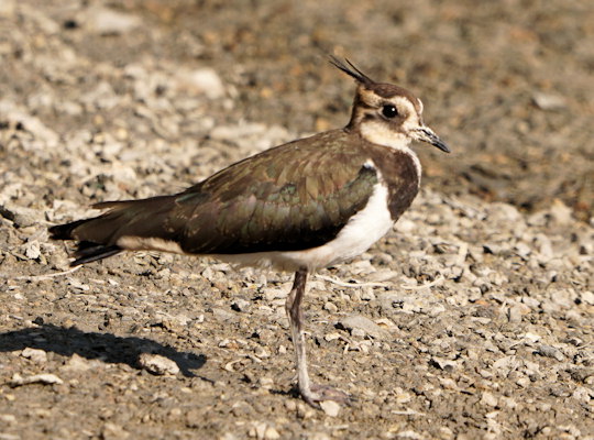 Vanellus vanellus