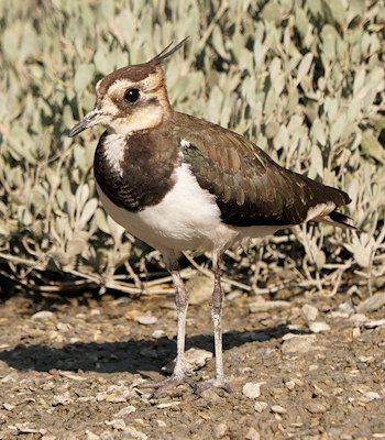 Vanellus vanellus