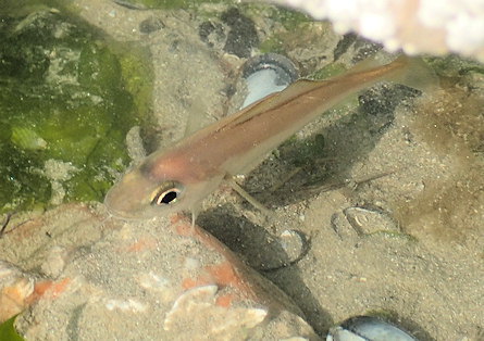 Trisopterus minutus