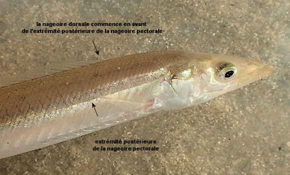 Ammodytes tobianus