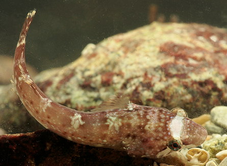 Apletodon dentatus