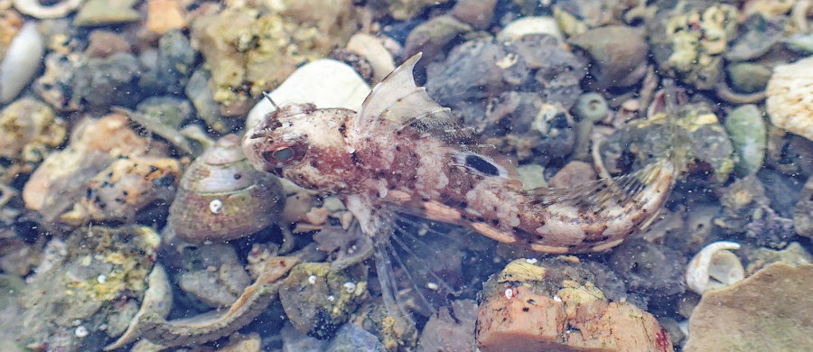 Blennius ocellaris