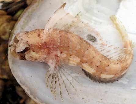 Blennius ocellaris