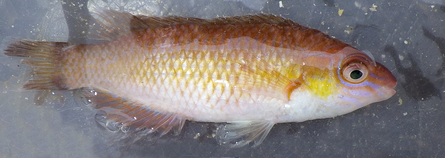 Centrolabrus exoletus