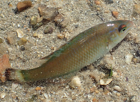 Centrolabrus exoletus