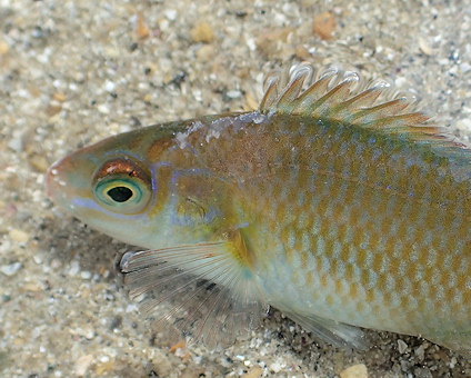 Centrolabrus exoletus