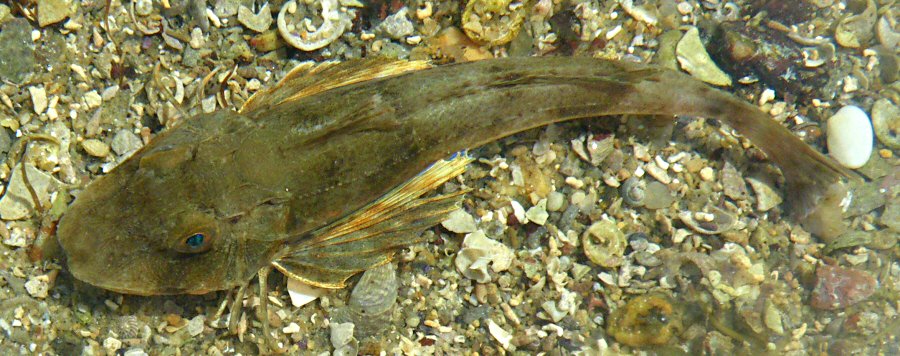 Chelidonichthys lucerna