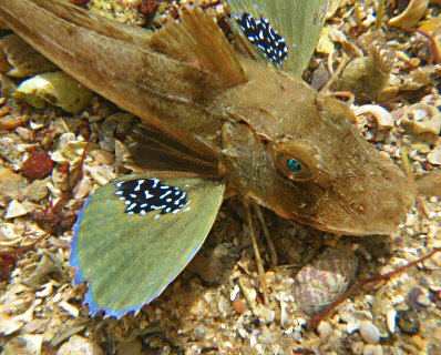 Chelidonichthys lucerna