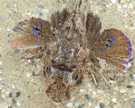 Chelidonichthys lucerna