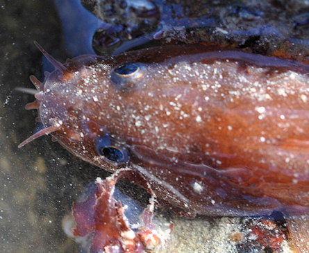 Ciliata septentrionalis