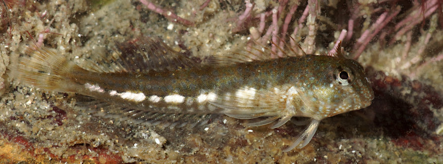 Coryphoblennius galerita