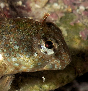 Coryphoblennius galerita