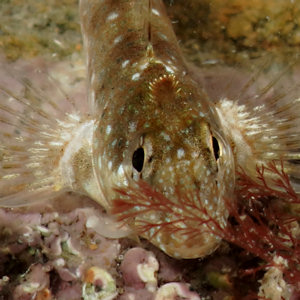 Coryphoblennius galerita