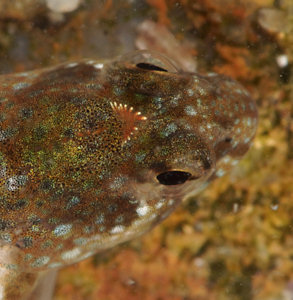 Coryphoblennius galerita