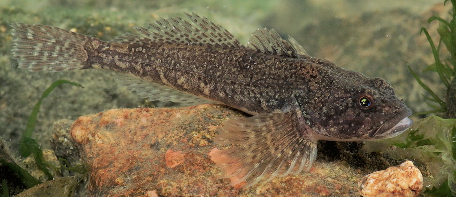 Cottus perifretum