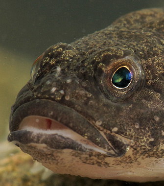 Cottus perifretum