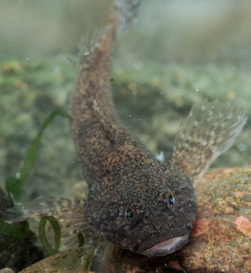 Cottus perifretum