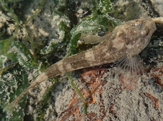 Cottus perifretum