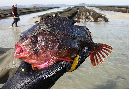 Cyclopterus lumpus