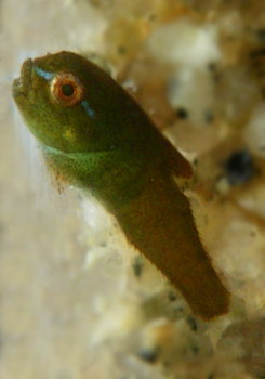 Cyclopterus lumpus