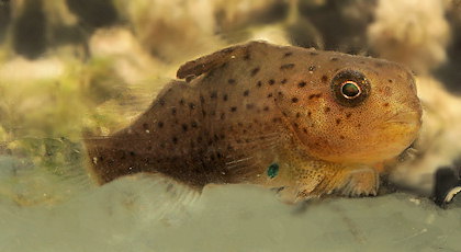 Cyclopterus lumpus