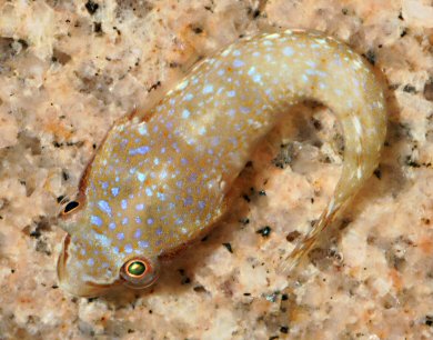 Diplecogaster bimaculata