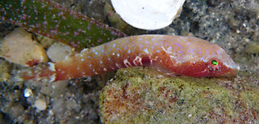 Diplecogaster bimaculata