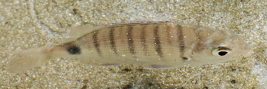 Diplodus sargus