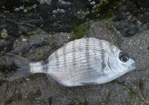 Diplodus sargus