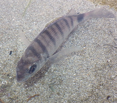 Diplodus sargus