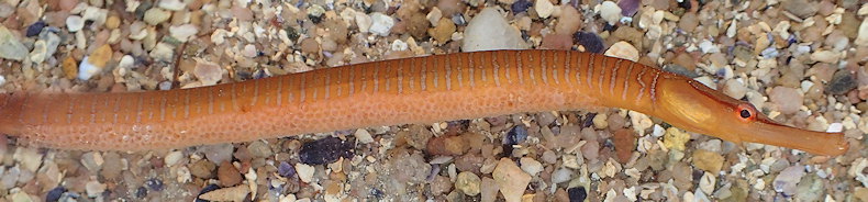 Entelurus aequoreus