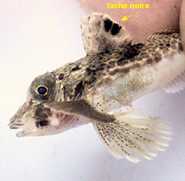 Eutrigla gurnardus