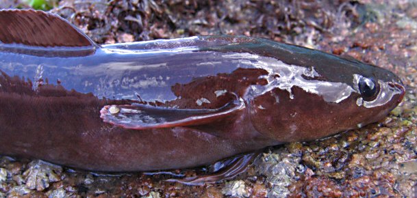 Gaidropsarus mediterraneus