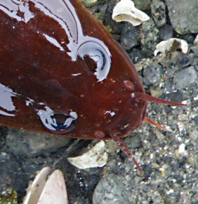 Gaidropsarus mediterraneus