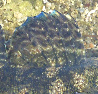 Gobius cobitis