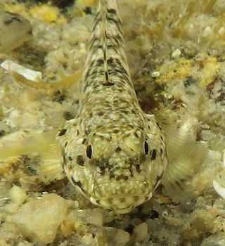 Gobius cobitis