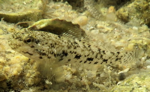 Gobius cobitis