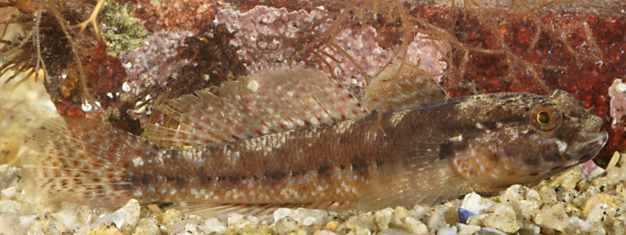 Gobius couchi