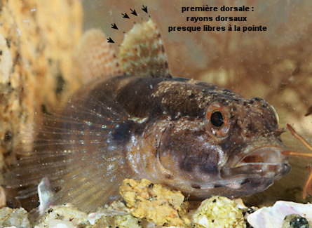 Gobius couchi