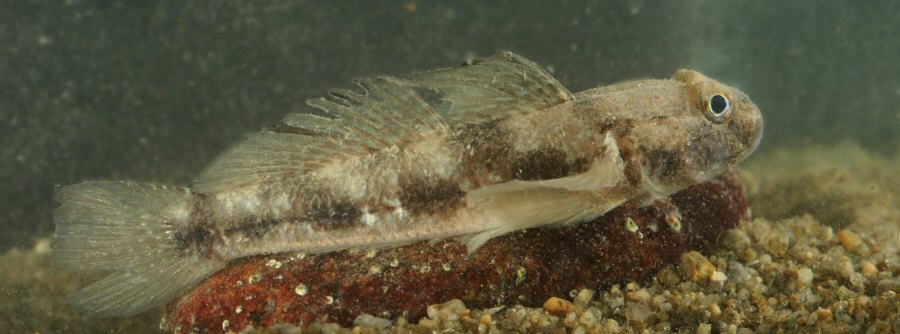 Gobius niger