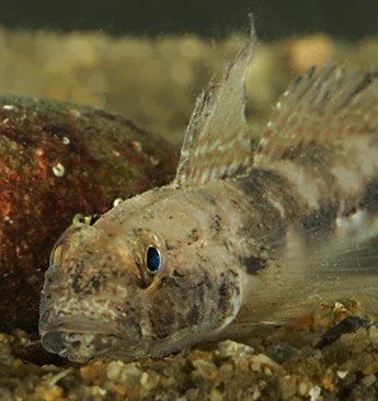 Gobius niger