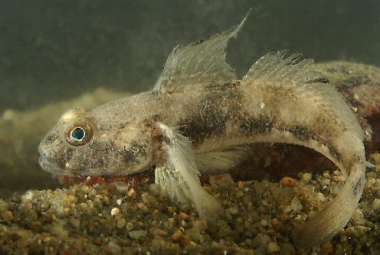 Gobius niger