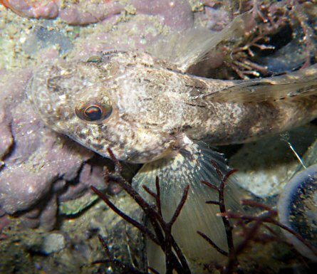 Gobius niger