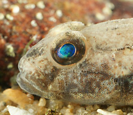 Gobius niger