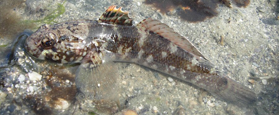 Gobius paganellus